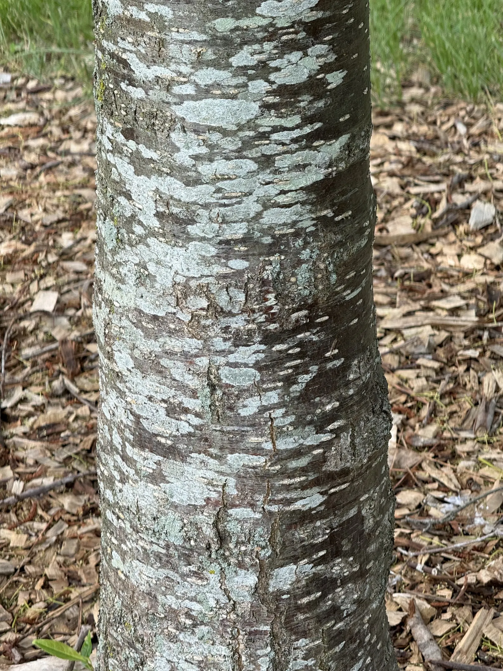 Japanese Snowbell (Styrax Japonicus) — adding another layer of seasonal interest