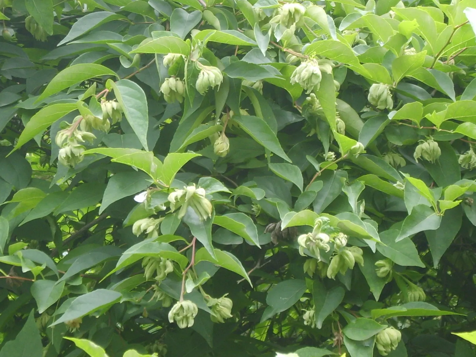 Japanese Snowbell (Styrax Japonicus) — succeeded by olive-shaped drupes