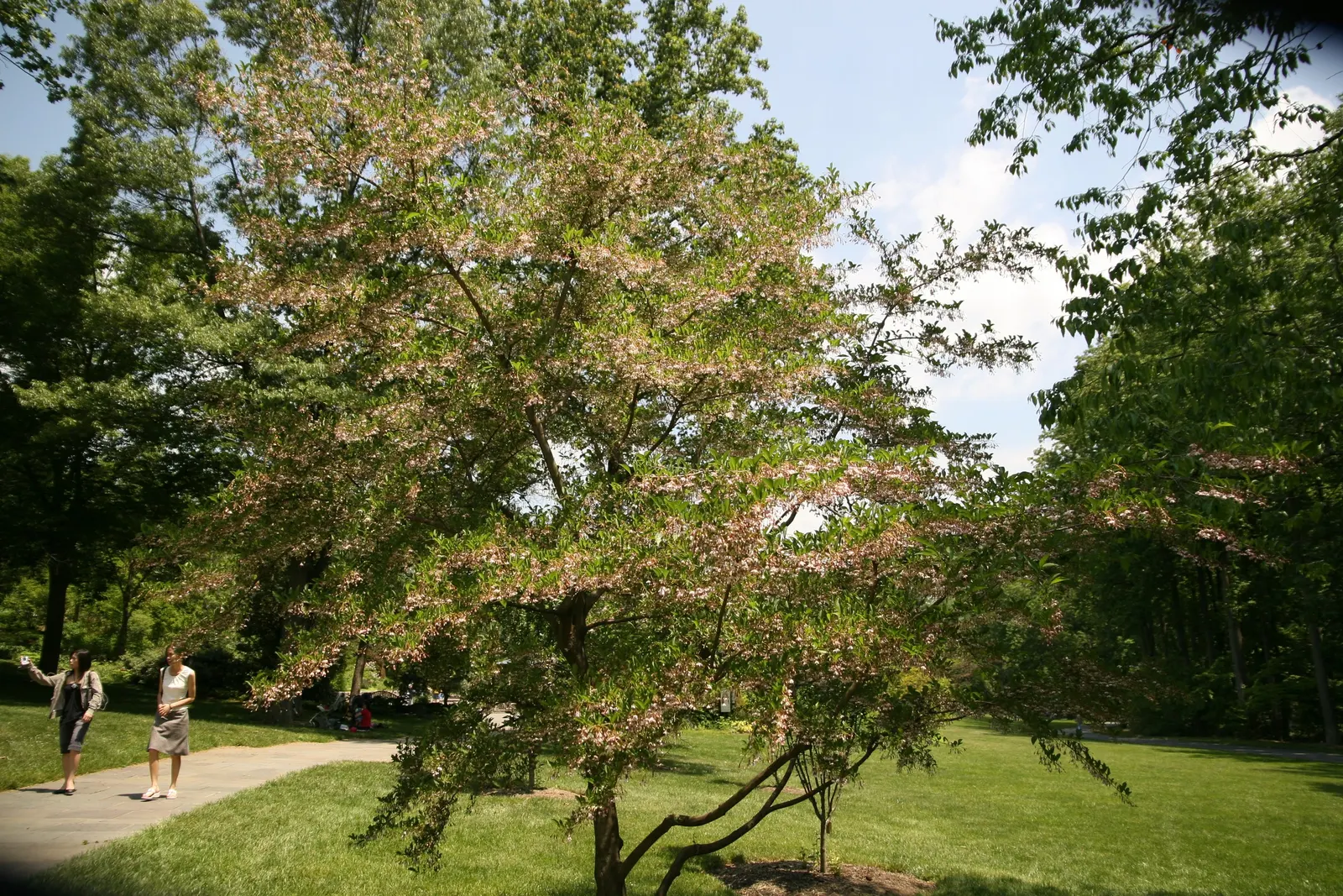 Japanese Snowbell (Styrax Japonicus) — The ovate leaves turn yellow in fall, providing seasonal interest; a low-maintenance choice, ideal for creating serene