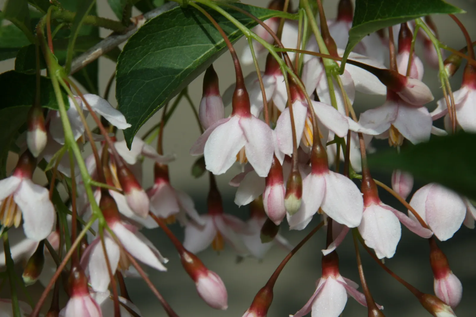 Japanese Snowbell (Styrax Japonicus) — scientifically referred to as Styrax japonicus; white flowers in the garden