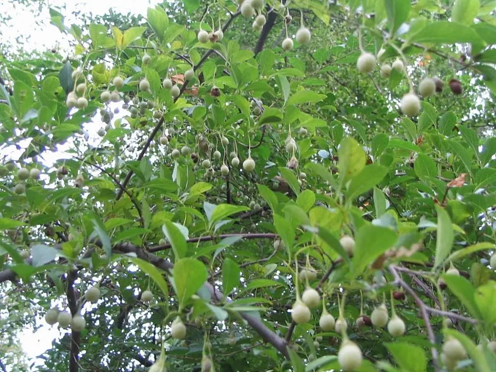 Japanese Snowbell (Styrax Japonicus) — Regular watering during dry periods will help ensure its health and vitality