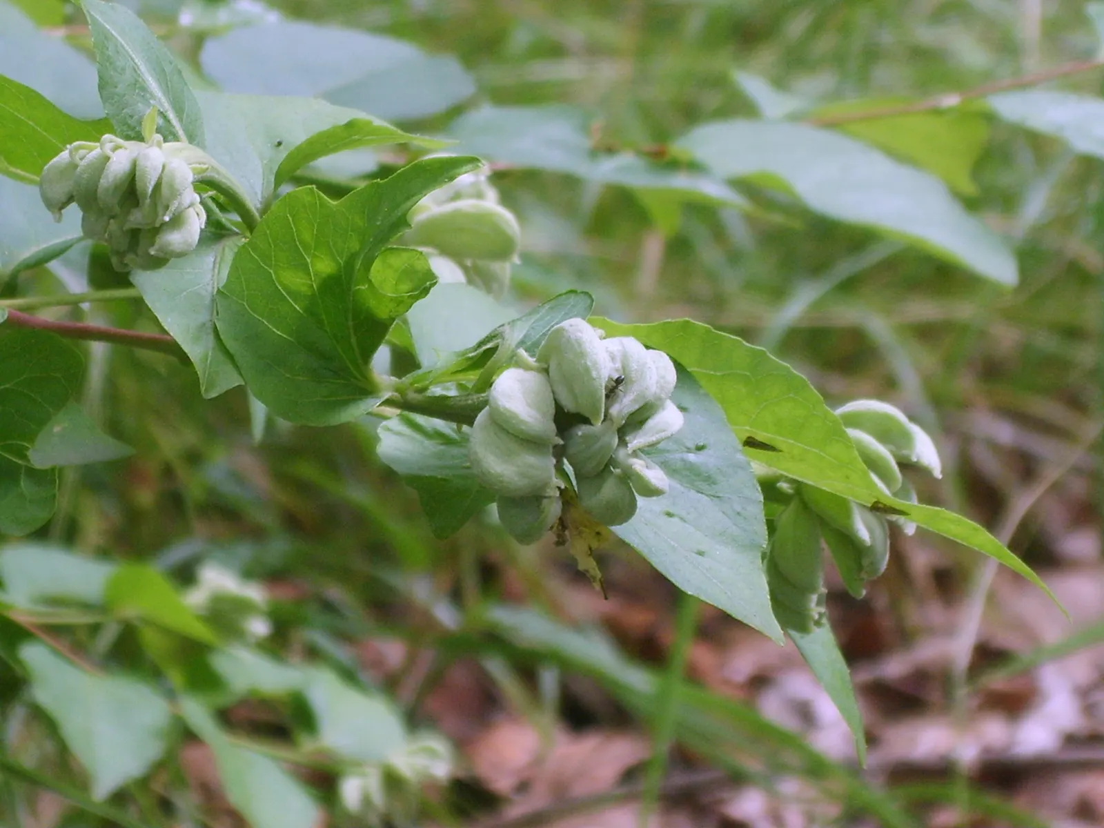 Japanese Snowbell (Styrax Japonicus) — Its non-invasive root system makes it a safe choice near walkways or structures