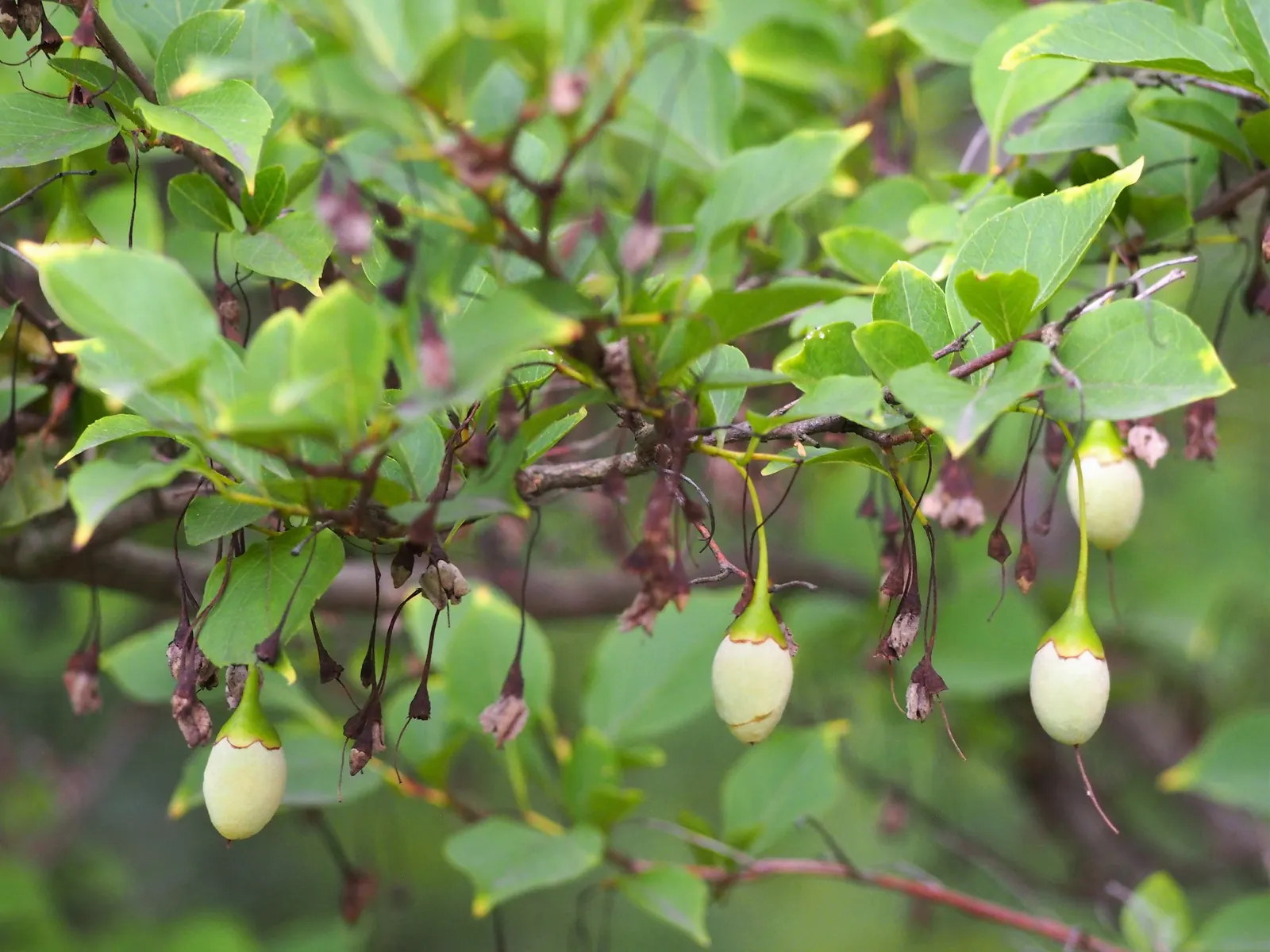 Japanese Snowbell (Styrax Japonicus) — ovate leaves of the Snowbell turn a stunning yellow in the fall