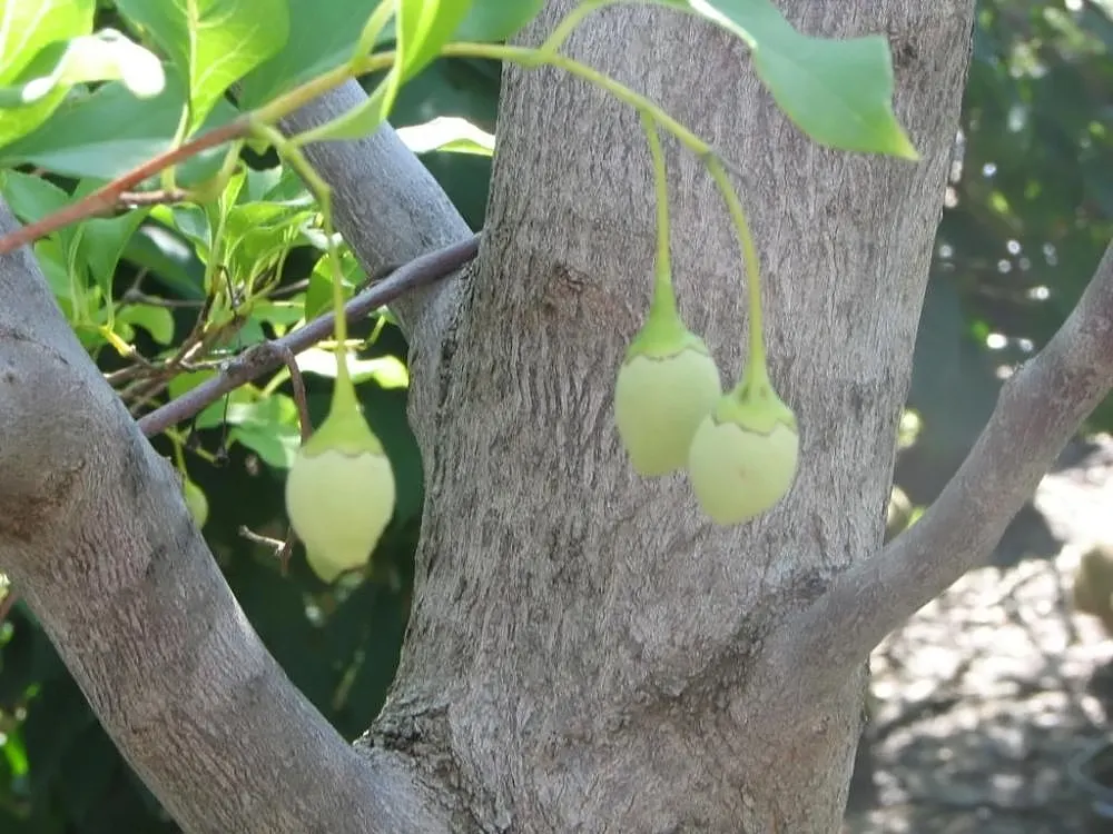 Japanese Snowbell (Styrax Japonicus) — roughly 1/2 to 3/4 inches long