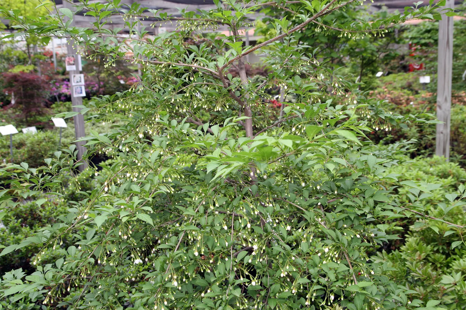 Japanese Snowbell (Styrax Japonicus) — reaching heights of 20-30 feet with an equal spread