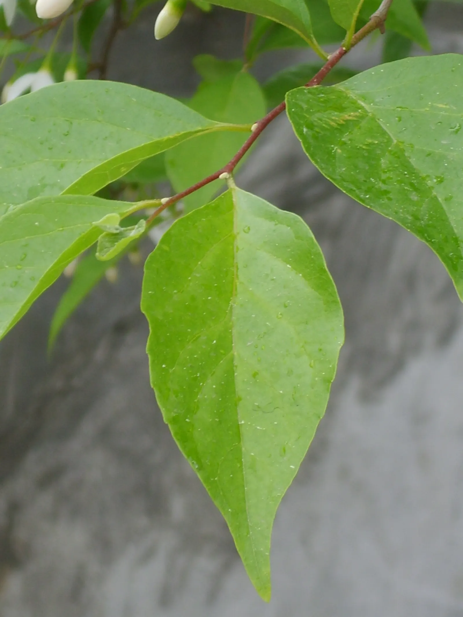 Japanese Snowbell (Styrax Japonicus) — A low-maintenance choice, ideal for creating serene garden vistas