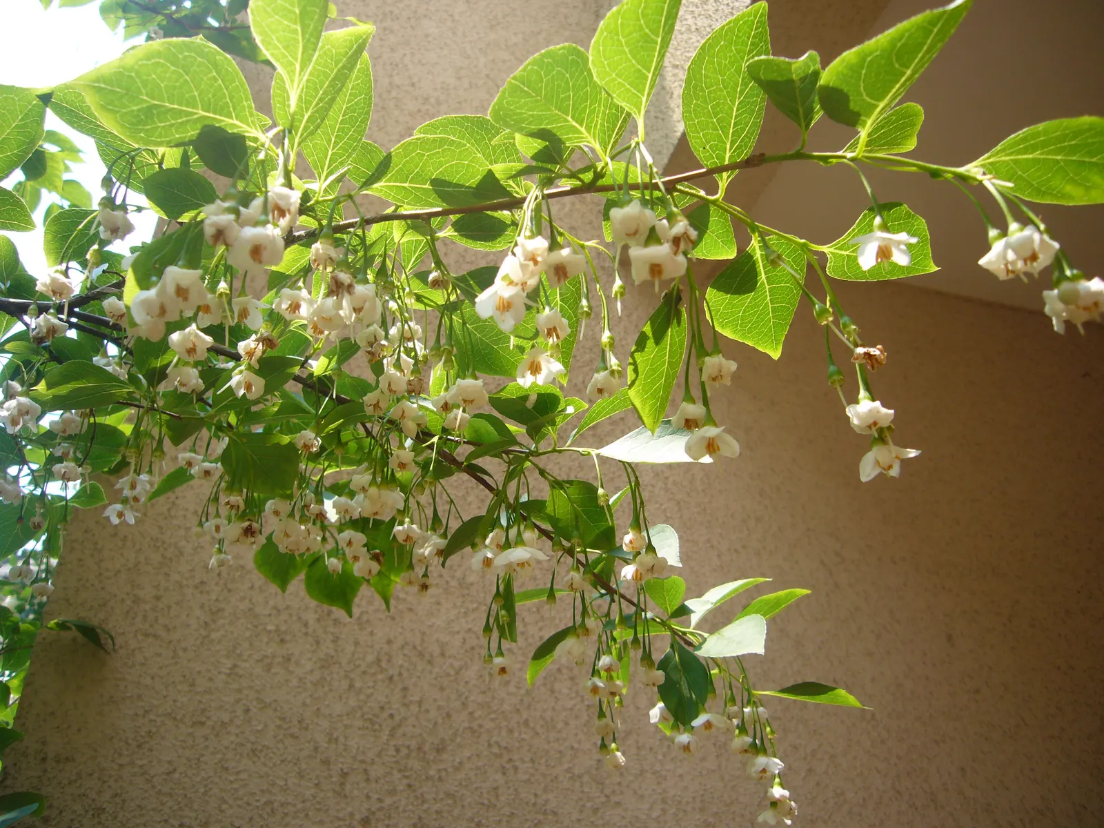 Japanese Snowbell (Styrax Japonicus) — offering a picturesque feature throughout the seasons