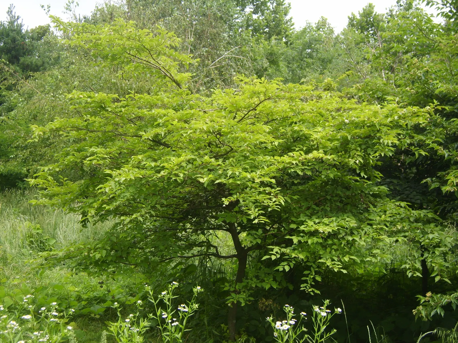 Japanese Snowbell (Styrax Japonicus) — The tree's bark is smooth; adding another layer of seasonal interest