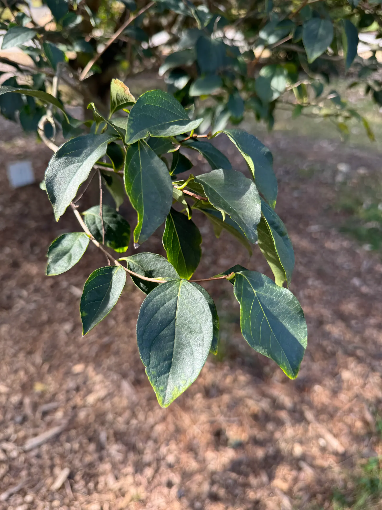 Japanese Snowbell (Styrax Japonicus) — it is an ideal selection for residential gardens