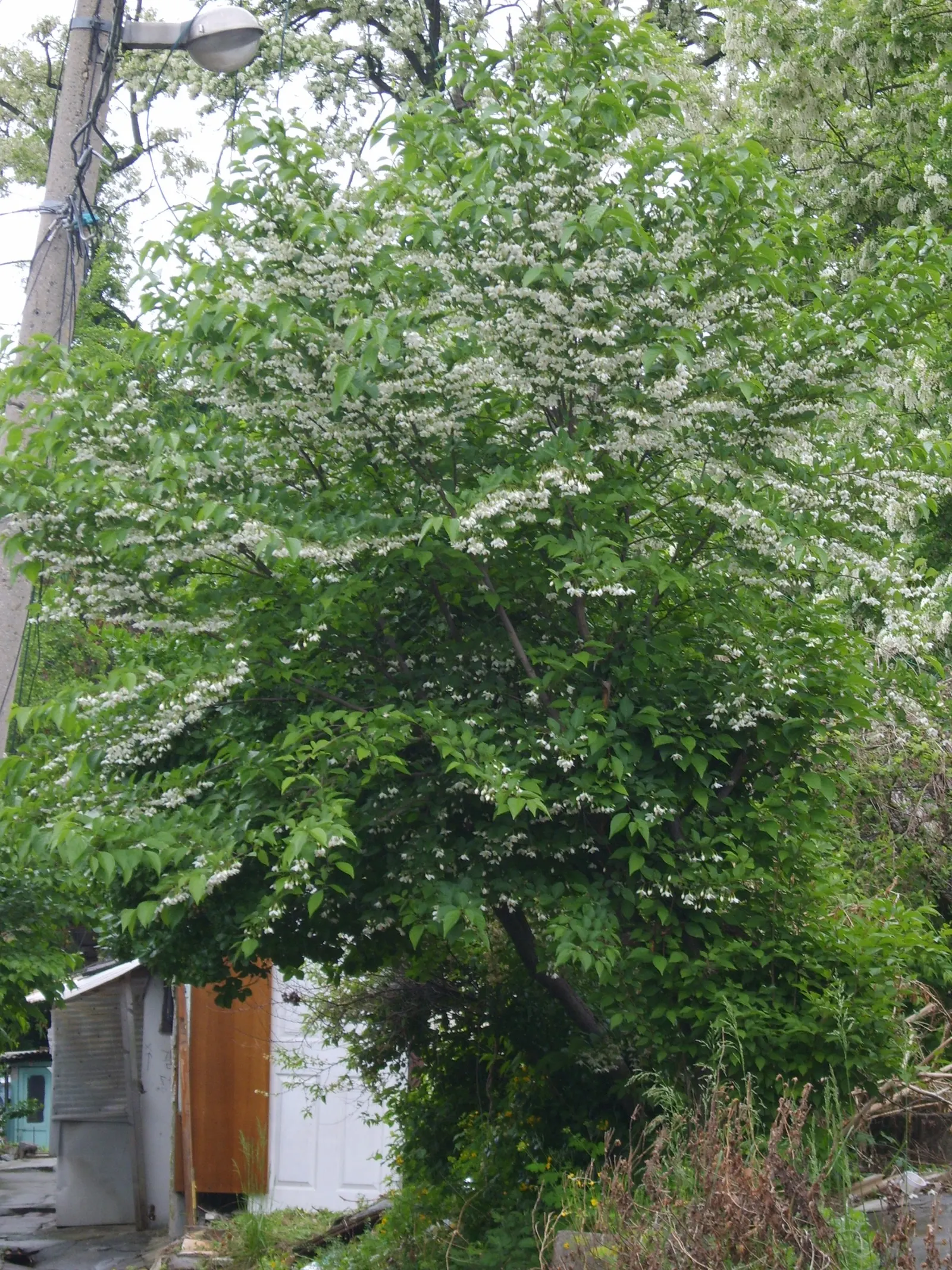Japanese Snowbell (Styrax Japonicus) — The Japanese Snowbell (Styrax japonicus) is a graceful ornamental tree