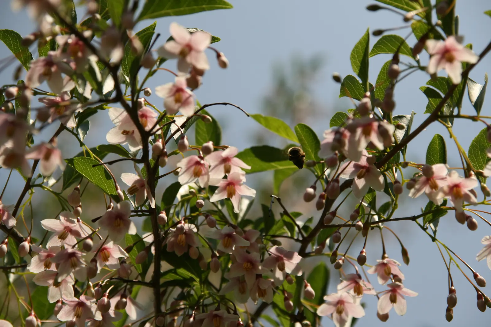 Japanese Snowbell (Styrax Japonicus) — tree for full or half