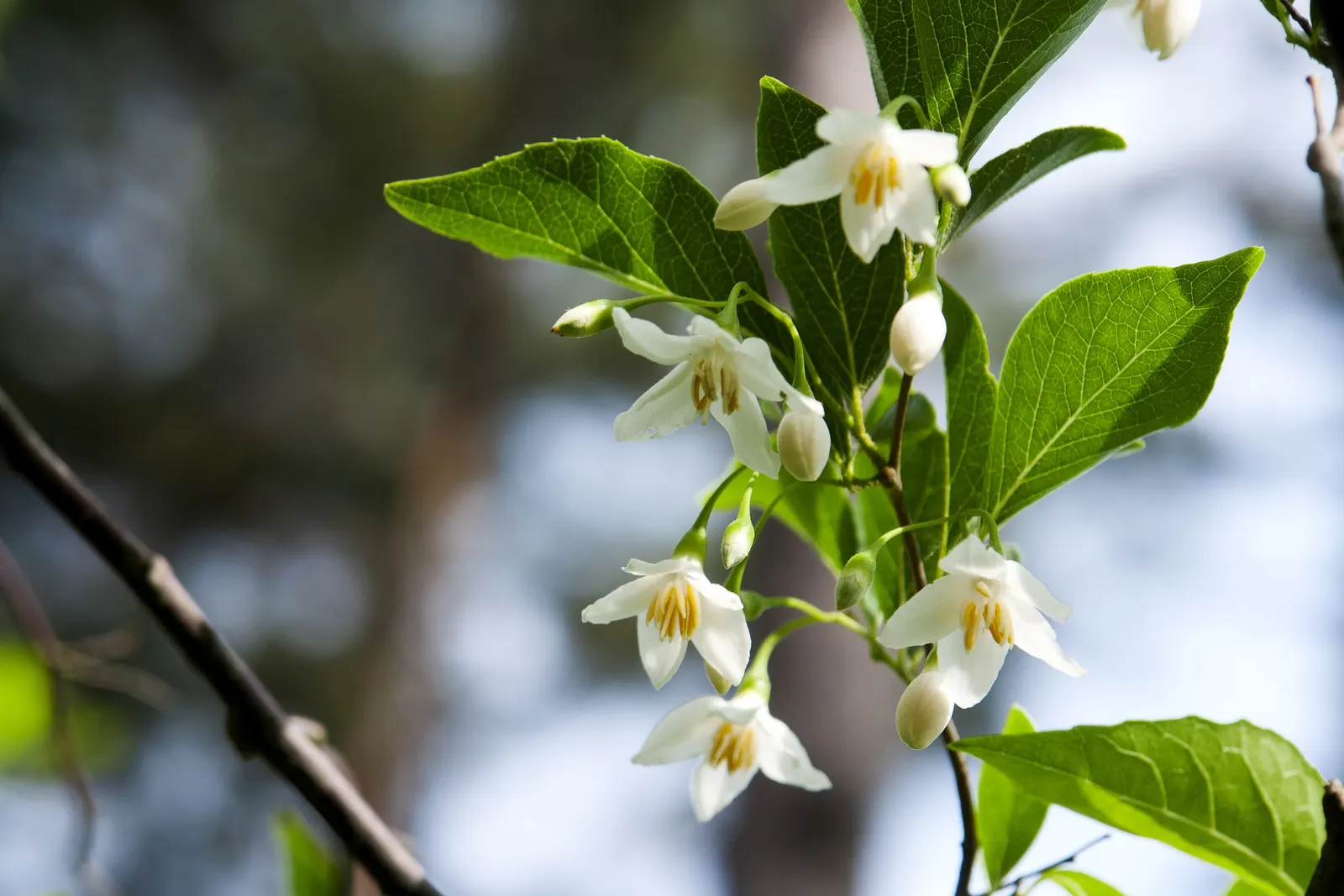 Japanese Snowbell (Styrax Japonicus) — is a graceful deciduous tree renowned for its ornamental value and delicate beauty; succeeded by olive-shaped drupes