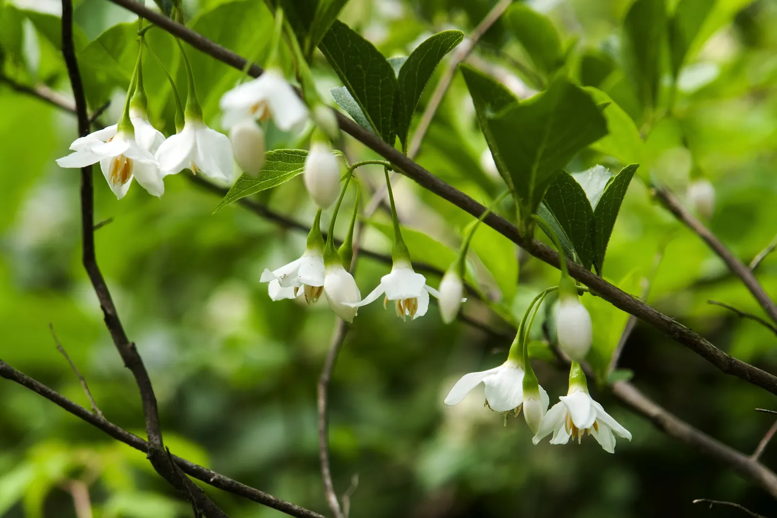 Japanese Snowbell (Styrax Japonicus) — A low-maintenance choice, ideal for creating serene garden vistas; demonstrating reasonable resistance to pests and