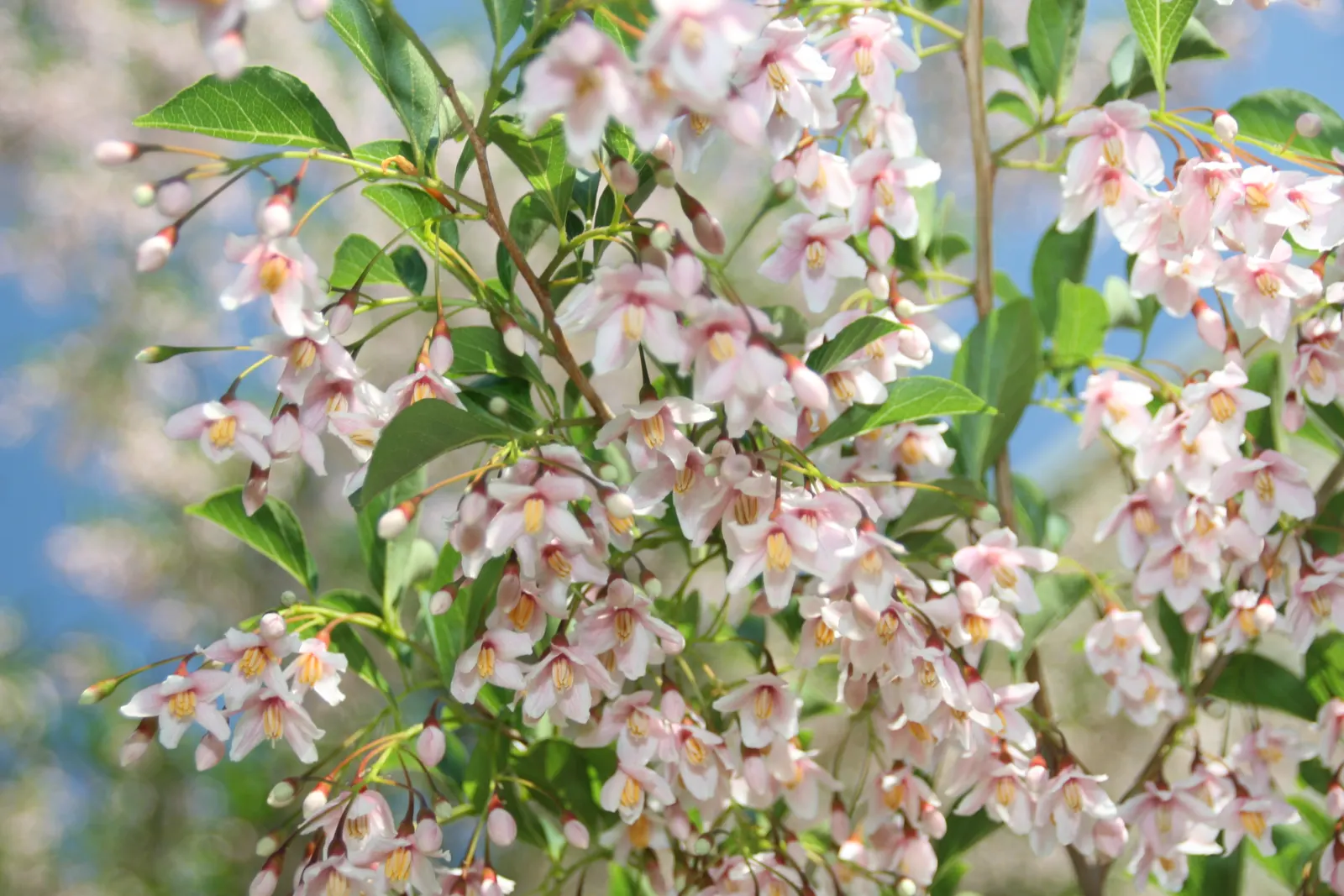 Japanese Snowbell (Styrax Japonicus) — dangle from the undersides of horizontal branches
