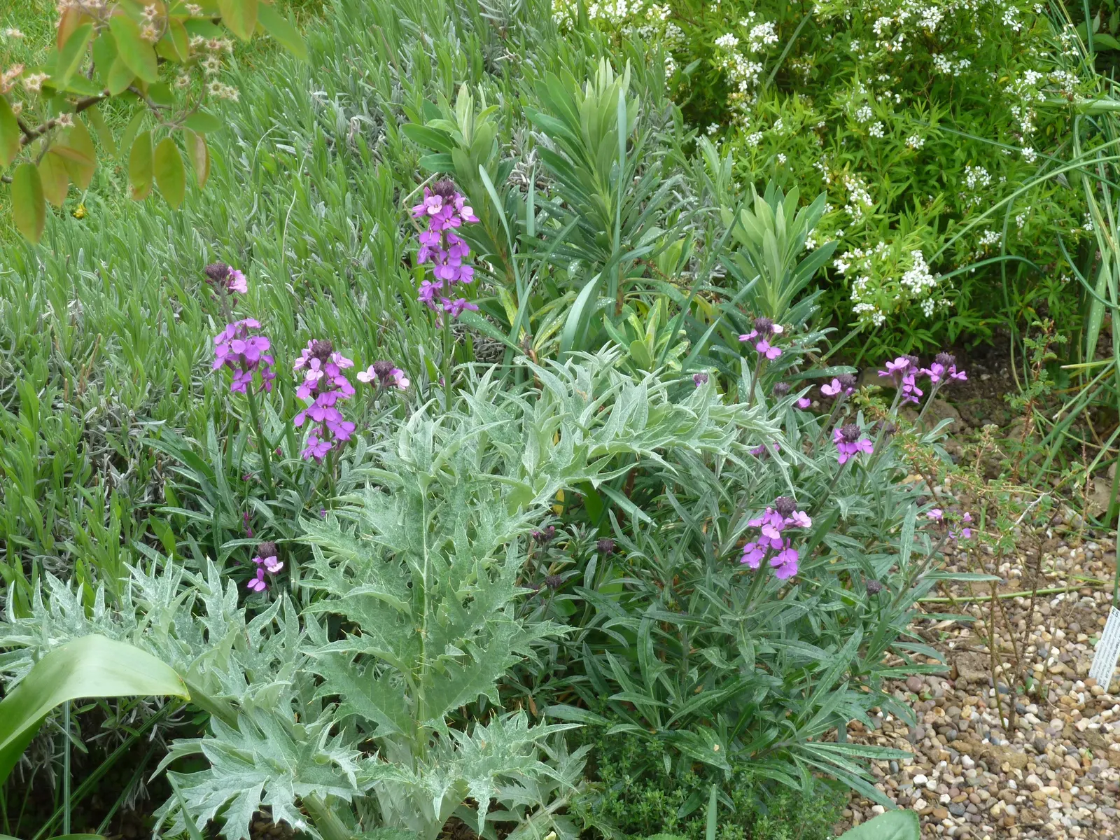 Bowles Mauve Wallflower (Erysimum 'Bowles Mauve') — Drought-tolerant once established, it thrives in well-drained soil in USDA zones 7-10