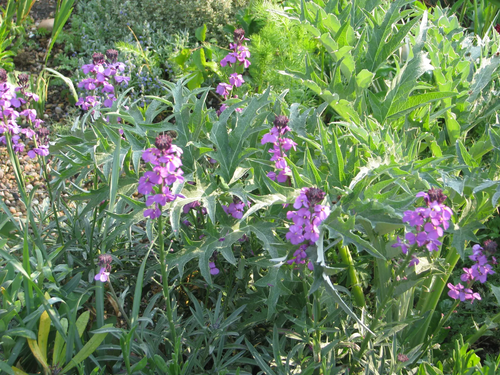 Bowles Mauve Wallflower (Erysimum 'Bowles Mauve') — it grows to a height of 18-24 inches with a 24-inch spread