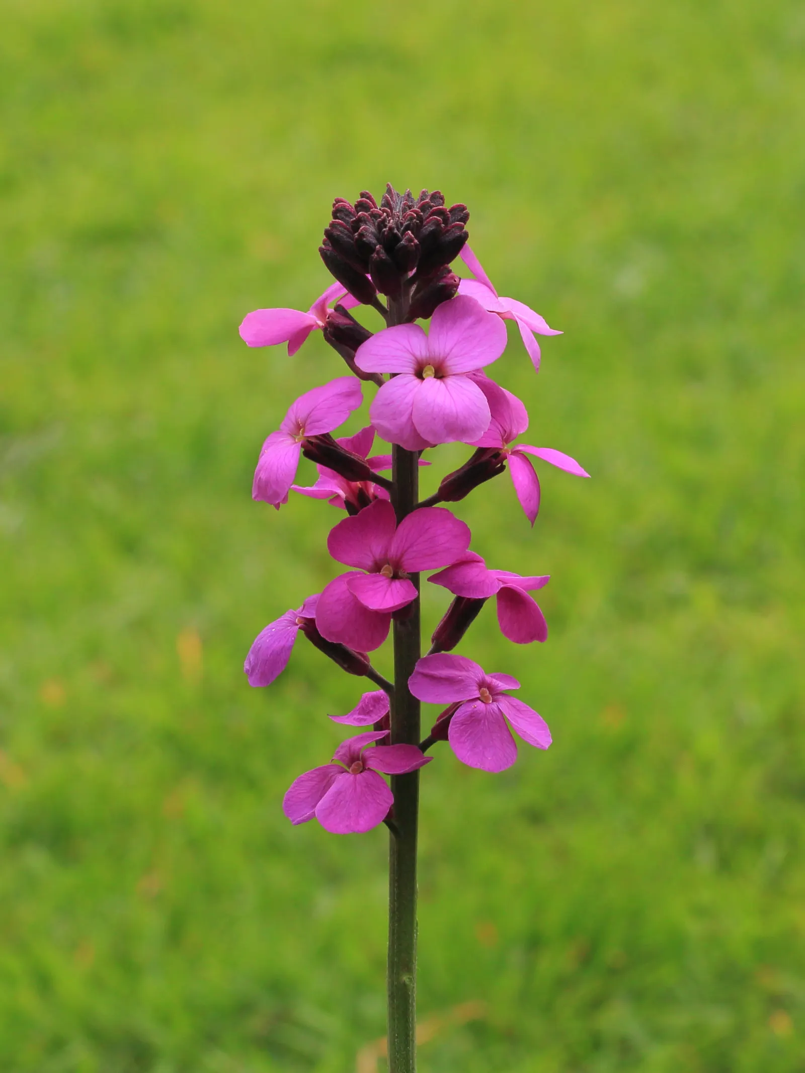 Bowles Mauve Wallflower (Erysimum 'Bowles Mauve') — The Erysimum 'Bowles Mauve' is an evergreen perennial, prized for its long-lasting, rich purple flowers