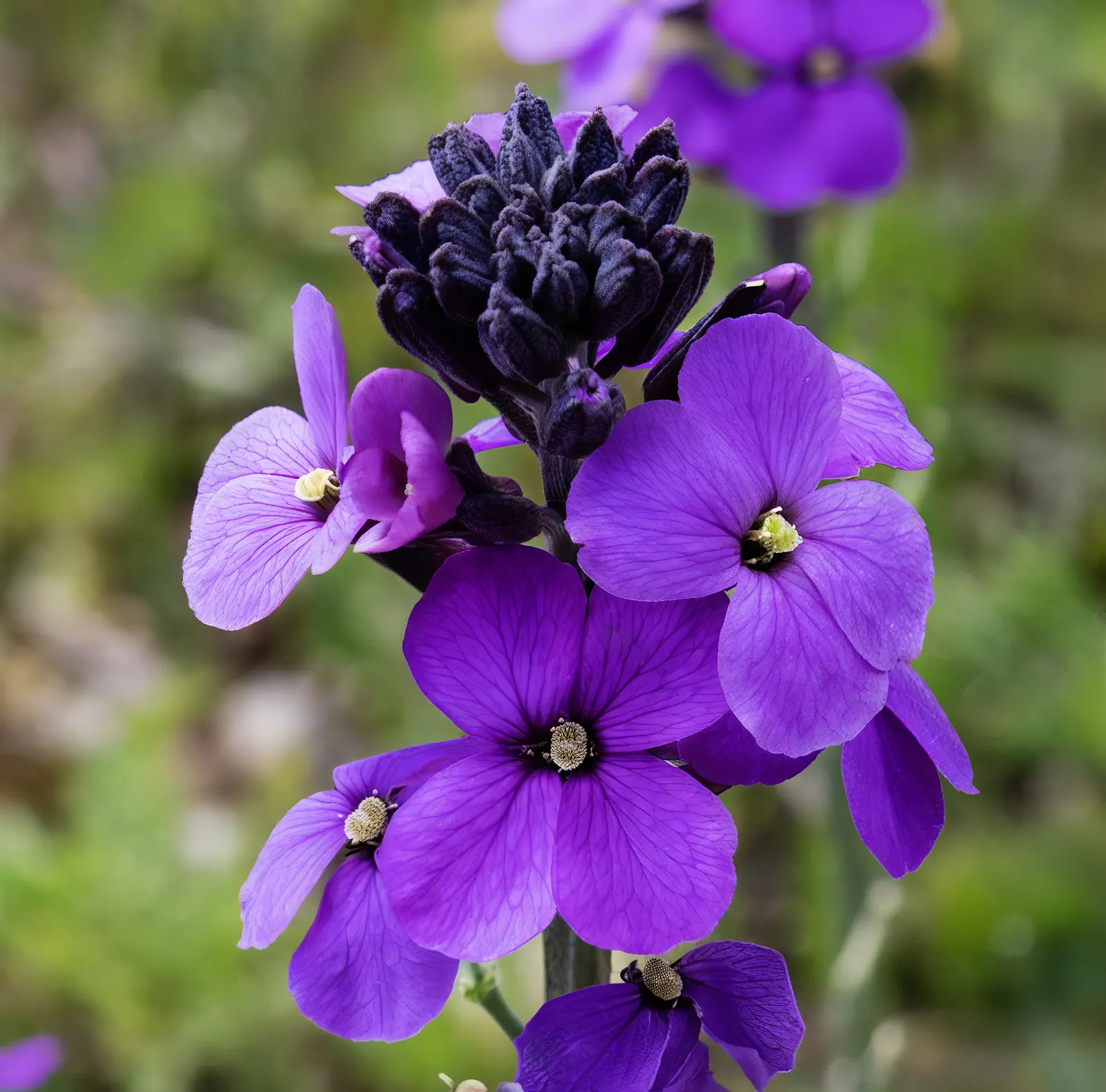 Bowles Mauve Wallflower (Erysimum 'Bowles Mauve') — These striking blooms begin their show in early spring and can persist through fall