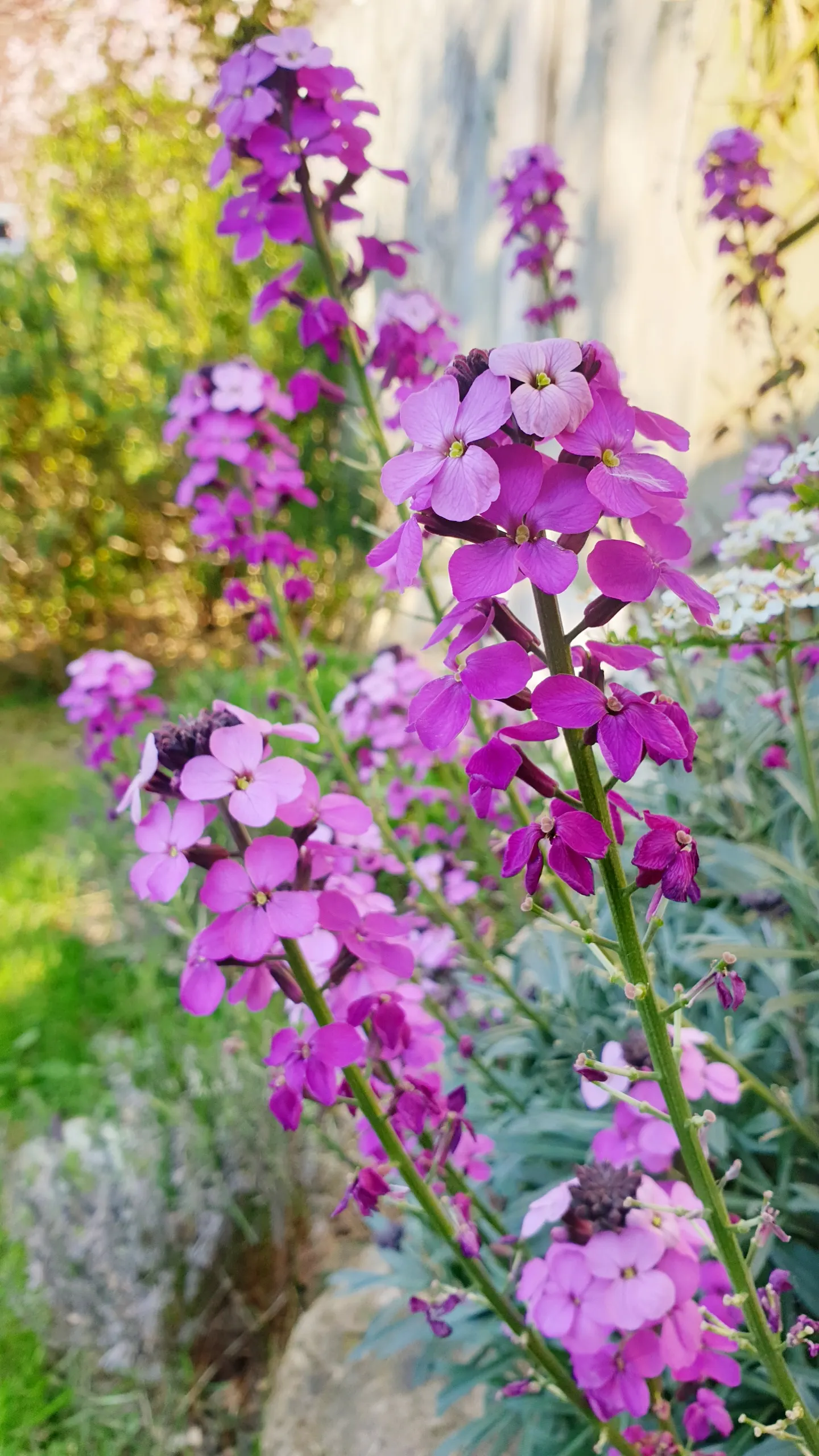 Bowles Mauve Wallflower (Erysimum 'Bowles Mauve') — It's important to provide occasional watering during extended dry periods