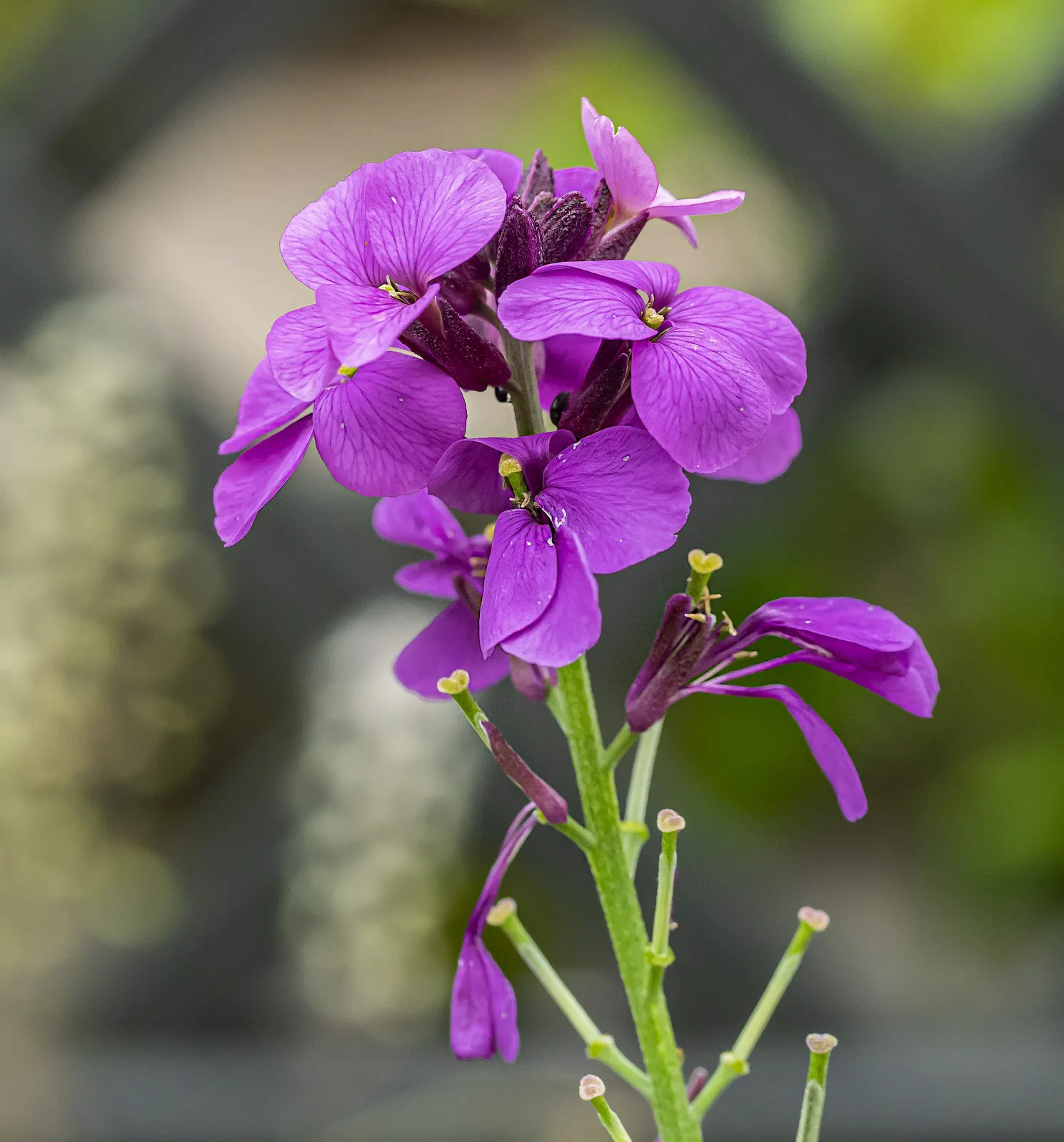Bowles Mauve Wallflower (Erysimum 'Bowles Mauve') — Deadheading prolongs blooming
