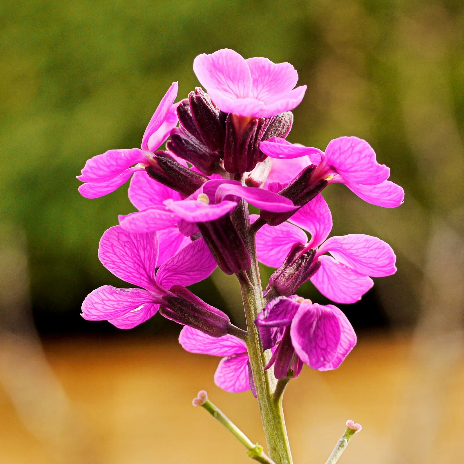 Bowles Mauve Wallflower (Erysimum 'Bowles Mauve') — this plant typically reaches a height of about 18 to 24 inches