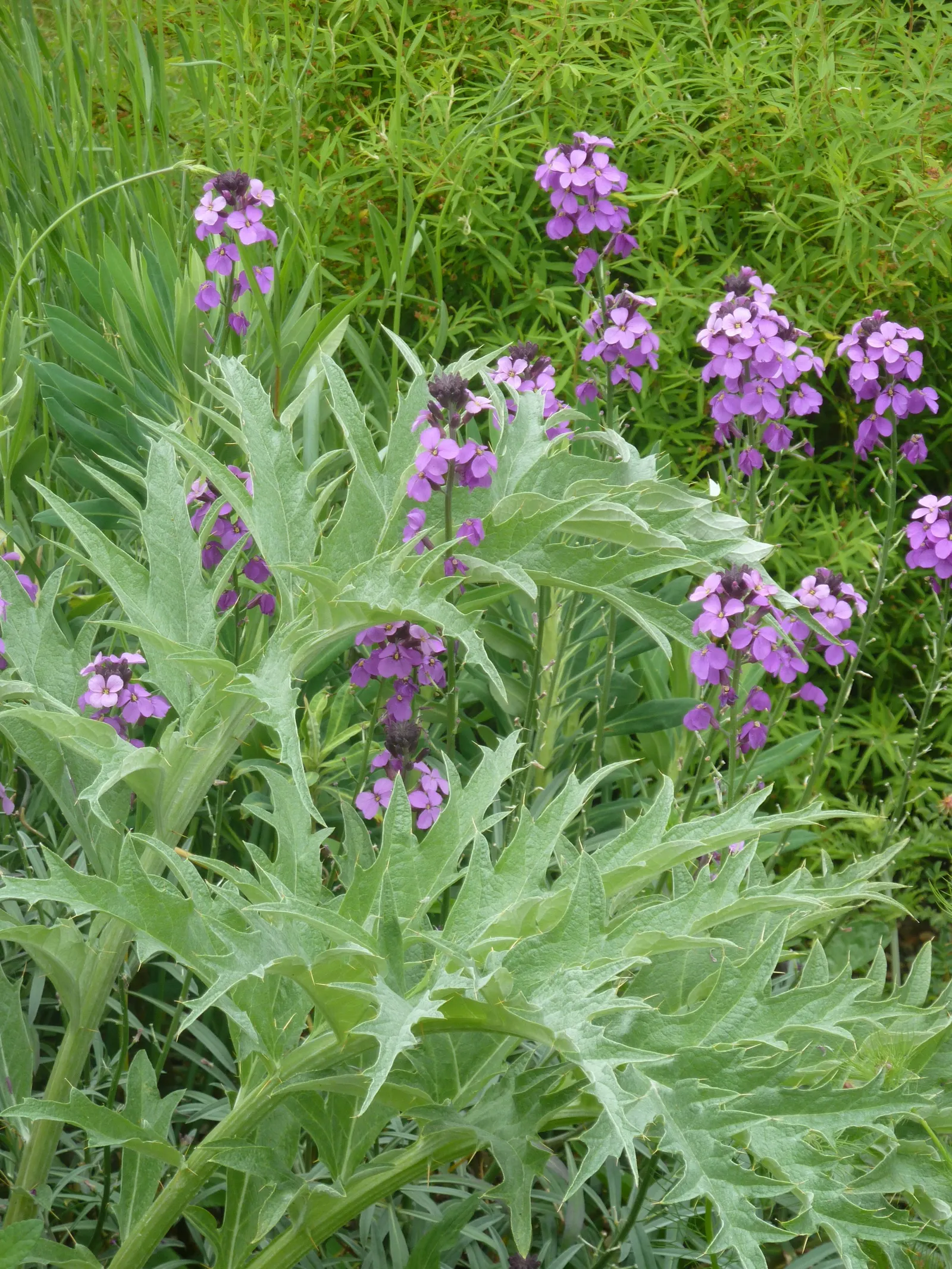Bowles Mauve Wallflower (Erysimum 'Bowles Mauve') — Its bushy foliage and upright habit make it ideal for sunny borders and containers