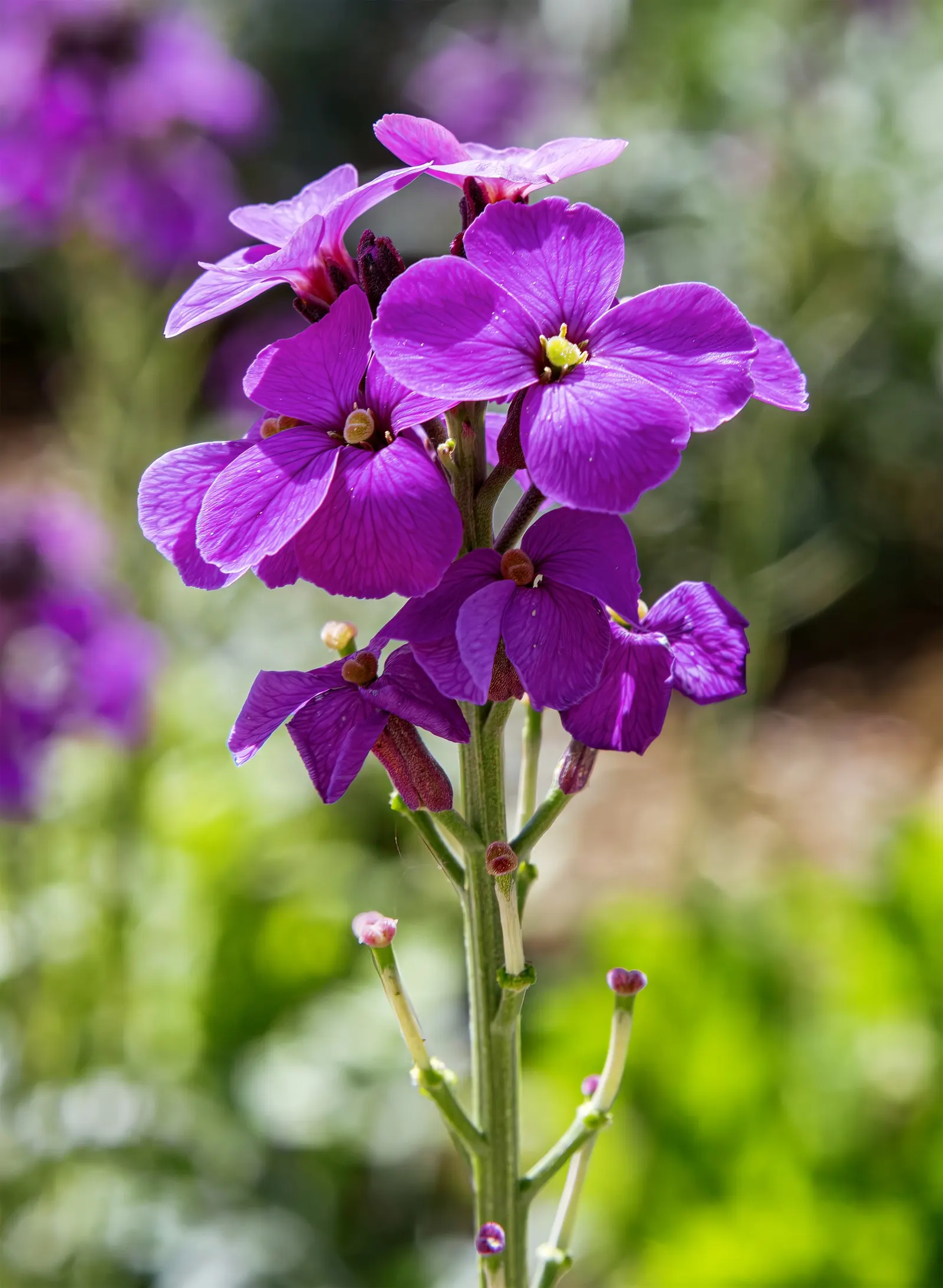 Bowles Mauve Wallflower (Erysimum 'Bowles Mauve') — is an evergreen perennial prized for its lengthy blooming period and vibrant floral display