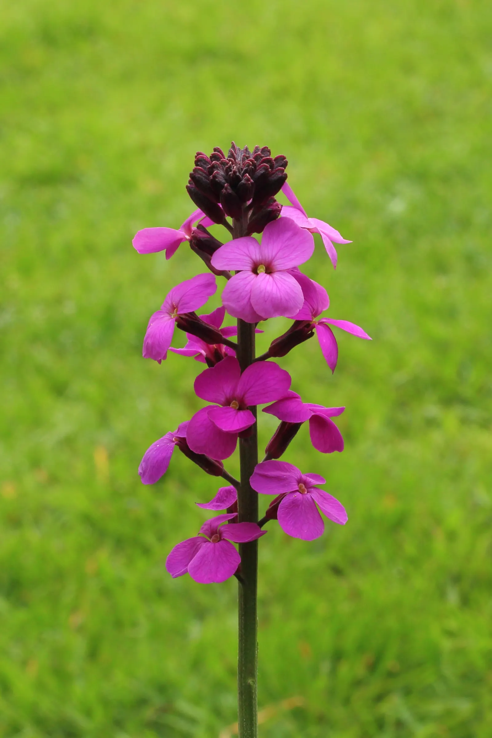 Bowles Mauve Wallflower (Erysimum 'Bowles Mauve') — commonly referred to as the Bowles Mauve Wallflower
