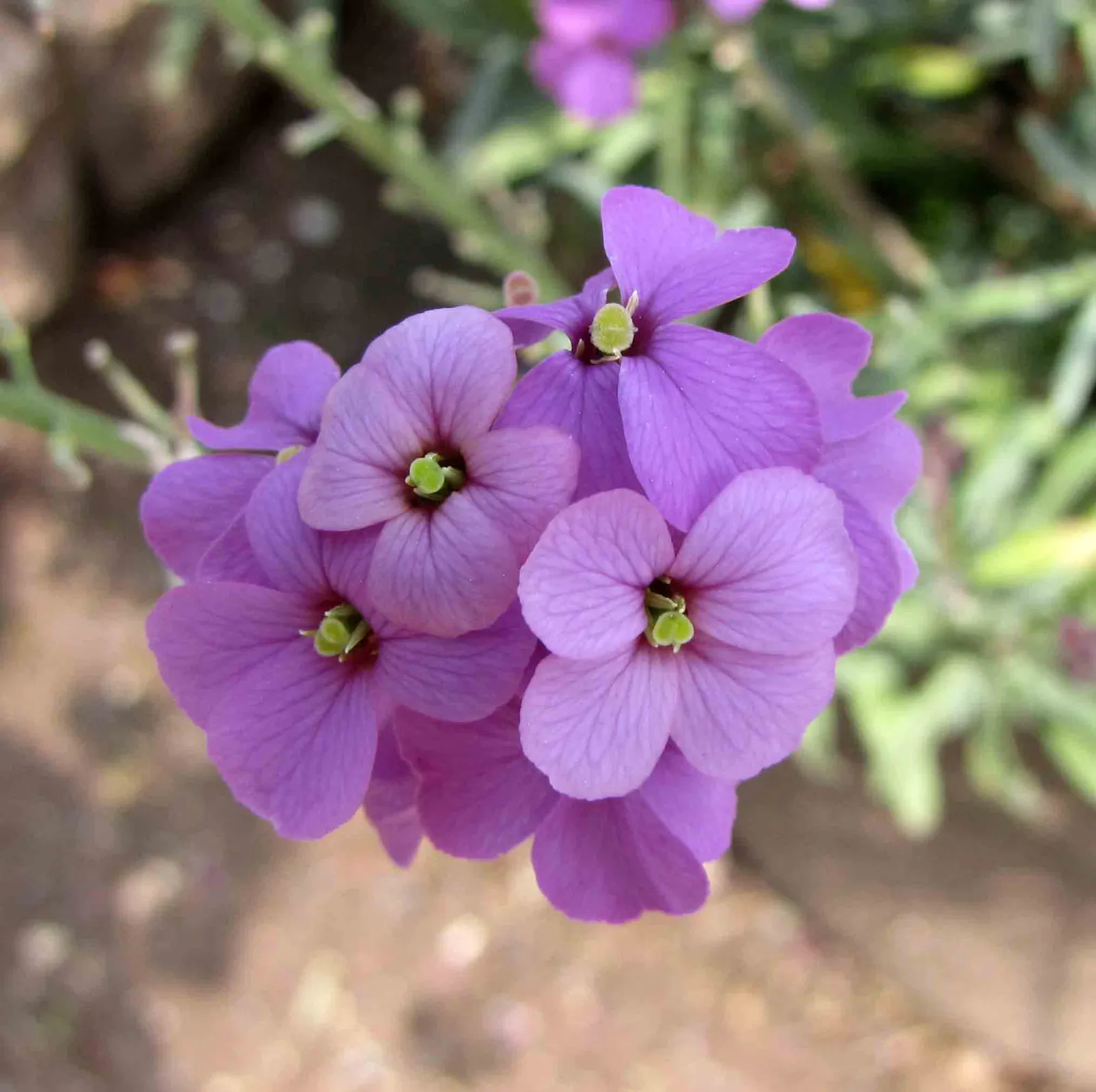 Bowles Mauve Wallflower (Erysimum 'Bowles Mauve') — with a slightly larger spread of 24 to 30 inches.<br><br>Noted for its profusion of mauve-purple flowers