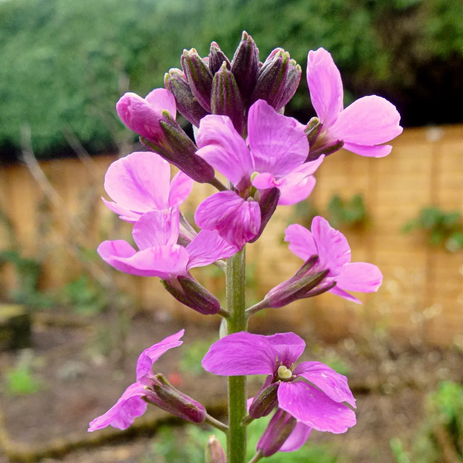 Bowles Mauve Wallflower (Erysimum 'Bowles Mauve') — Recognized by its woody stems and narrow