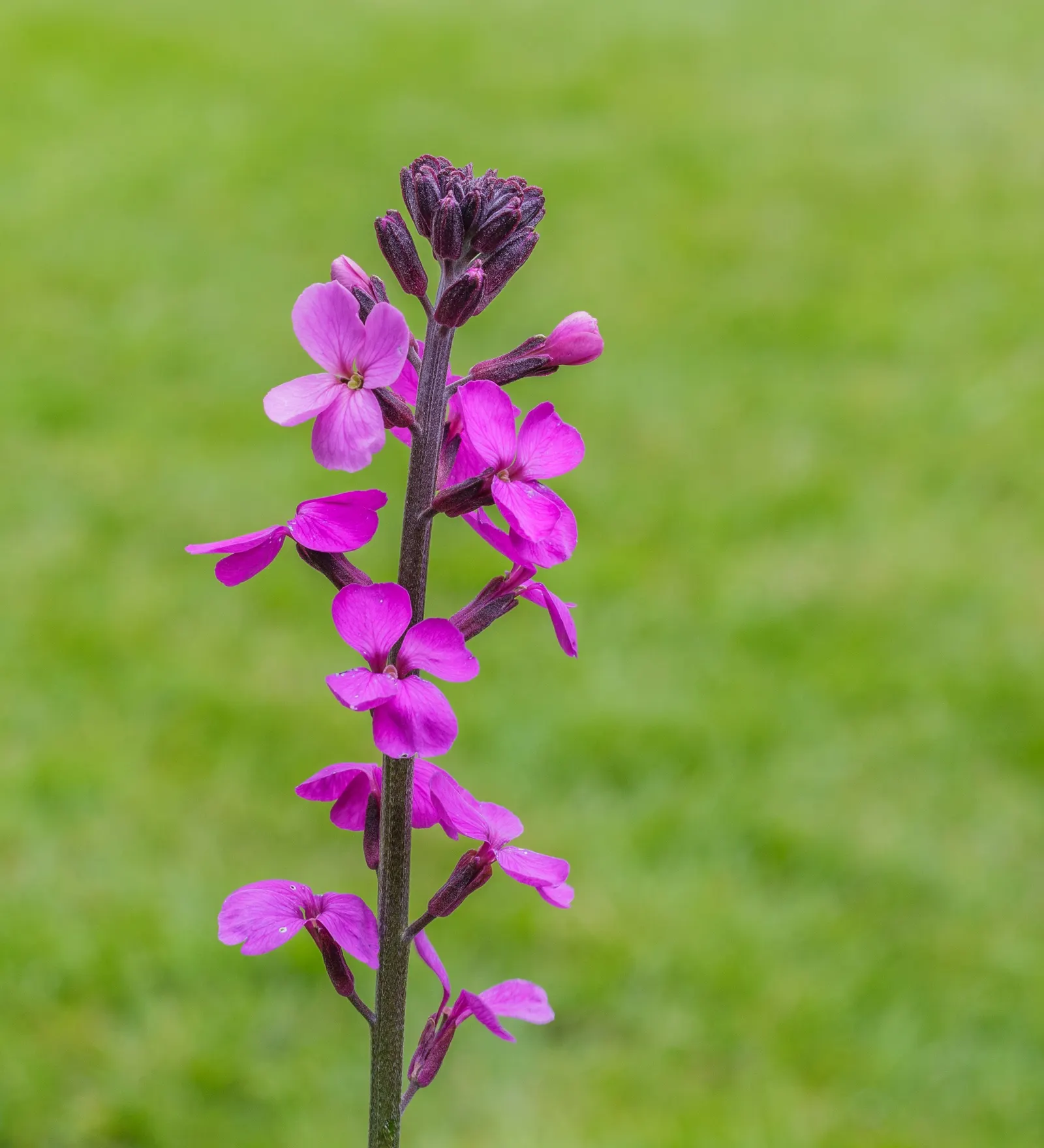 Bowles Mauve Wallflower (Erysimum 'Bowles Mauve') — Blooming profusely from early spring to late summer