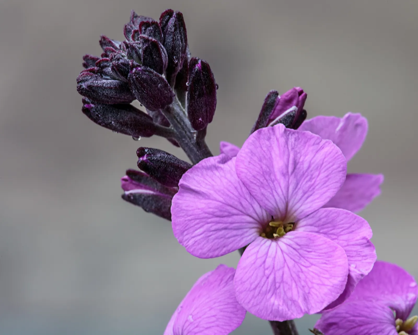 Bowles Mauve Wallflower (Erysimum 'Bowles Mauve') — the inflorescences are borne on tall spires that rise elegantly above the foliage
