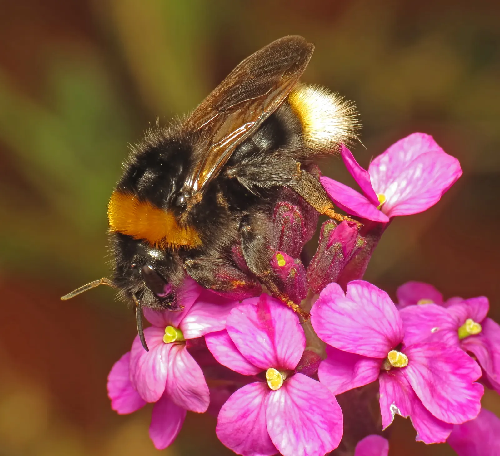Bowles Mauve Wallflower (Erysimum 'Bowles Mauve') — tolerating drought conditions once established