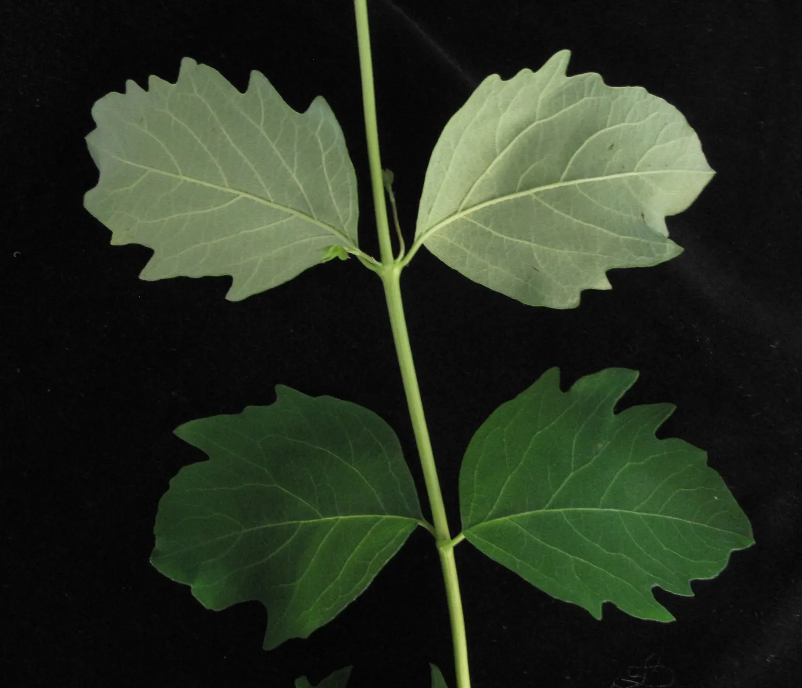 Snowberry (Symphoricarpos Albus) — roughly 1 to 2 inches long; providing a soft contrast against its foliage, image 71