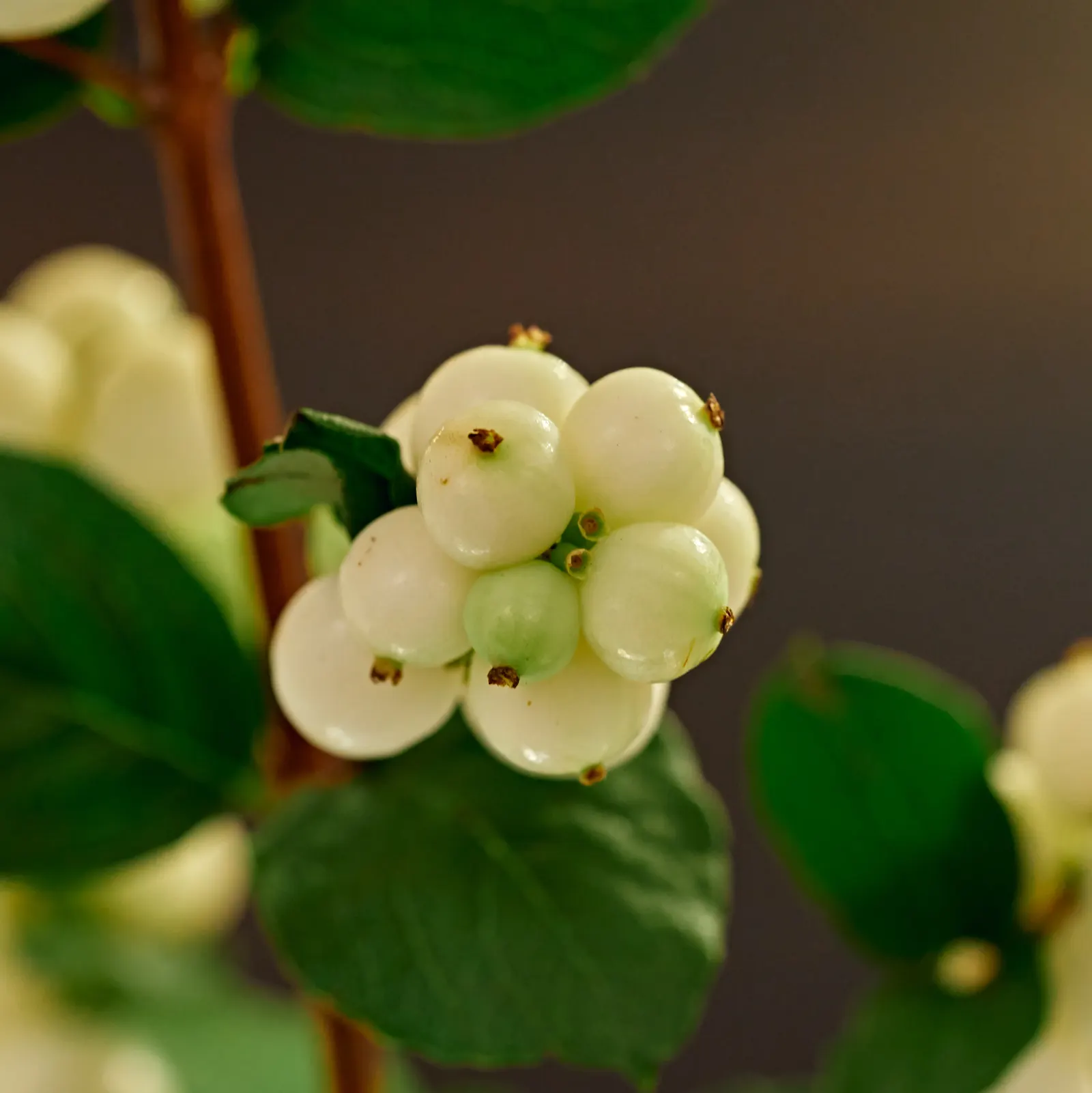 Snowberry (Symphoricarpos Albus) — Symphoricarpos albus thrives in full sun to partial shade and adapts well to a variety of soil conditions, image 140