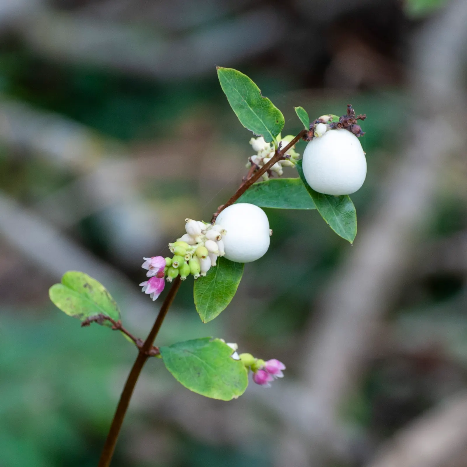 Snowberry (Symphoricarpos Albus) — Adaptable to various soils, it prefers partial shade to full sun