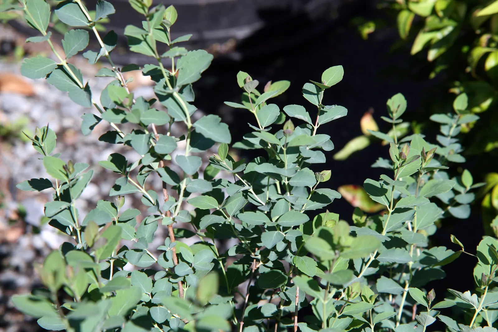 Snowberry (Symphoricarpos Albus) — which can be managed through annual pruning if a more formal shape is desired; a deciduous shrub native to North, image 87