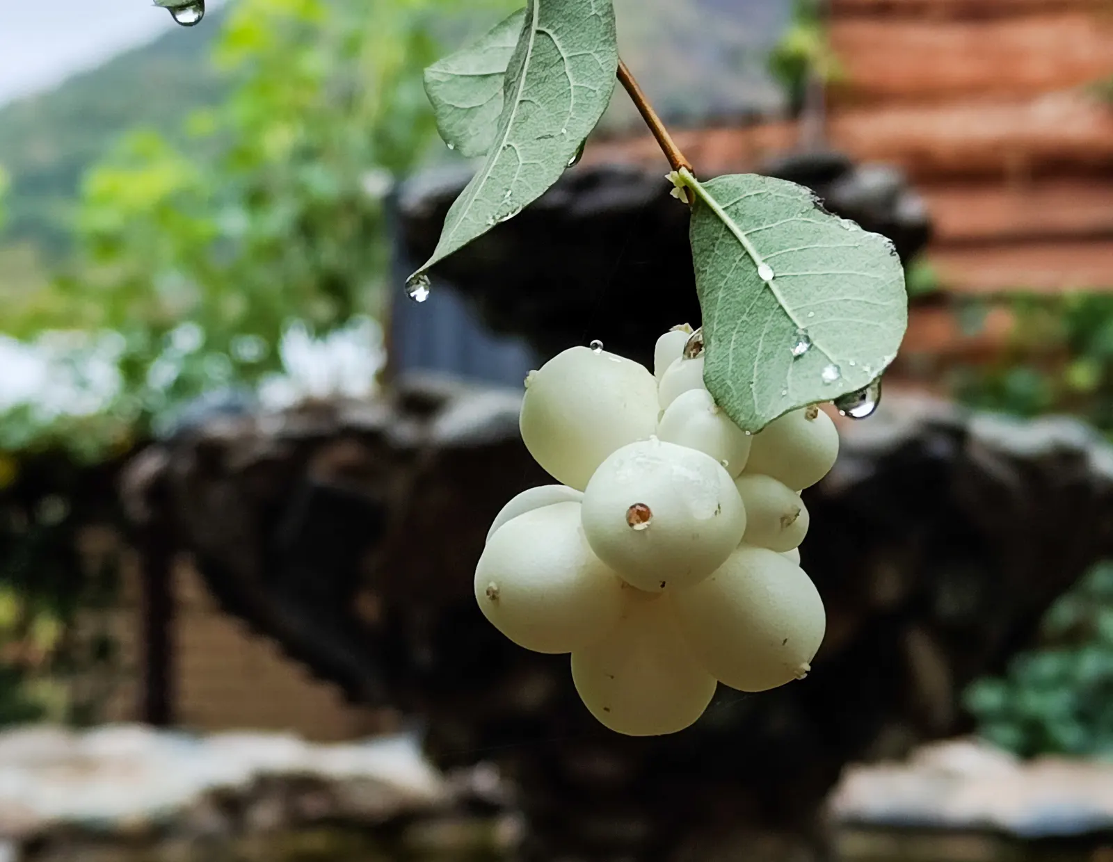 Snowberry (Symphoricarpos Albus) — it serves as a stalwart component in borders; is a deciduous shrub thriving in USDA zones 3-7, image 112