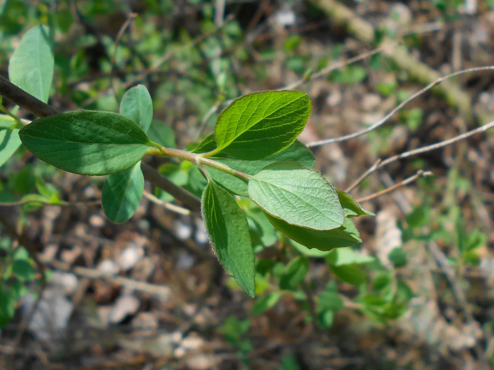 Snowberry (Symphoricarpos Albus) — a deciduous shrub native to North America