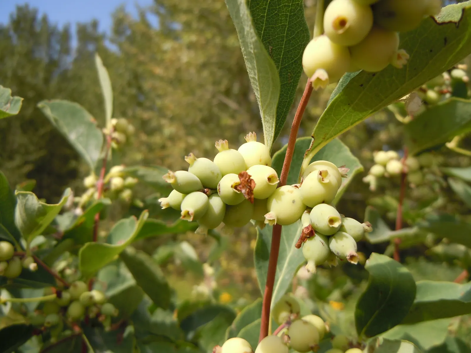 Snowberry (Symphoricarpos Albus) — consider its suckering habit; shrub with pink blooms, image 146