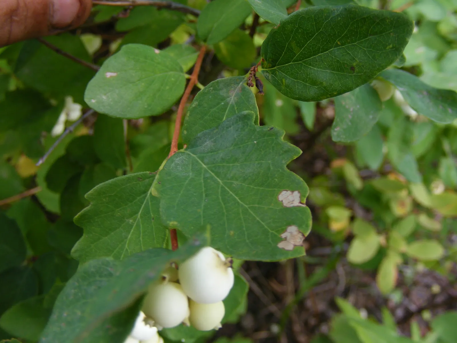Snowberry (Symphoricarpos Albus) — presenting a subtle bluish-green hue that complements an array of color schemes