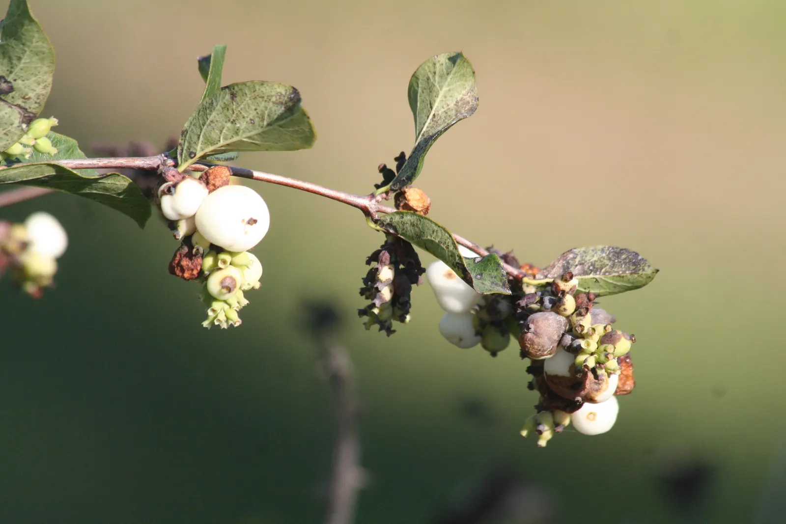Snowberry (Symphoricarpos Albus) — Growing to an average height of 3 to 5 feet with a similar spread; or as foundation plantings, image 128
