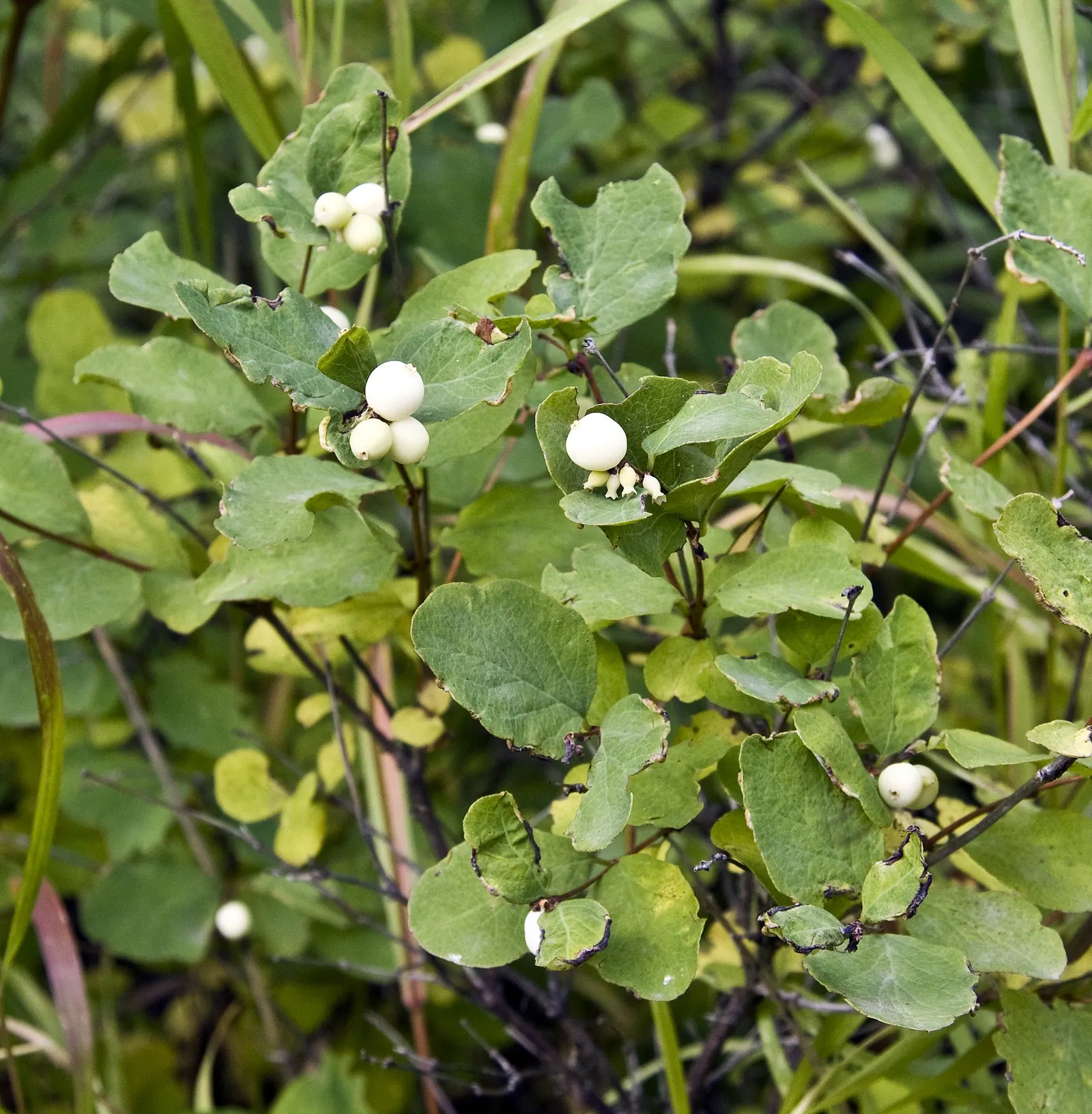 Snowberry (Symphoricarpos Albus) — Its ability to stabilize soil also makes it an ally in erosion control; these flowers are particularly, image 114