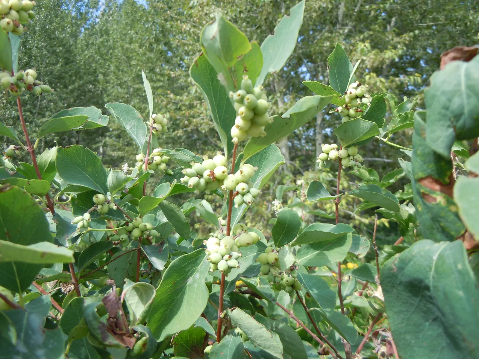 Snowberry (Symphoricarpos Albus) — is a deciduous shrub thriving in USDA zones 3-7; adaptable to various soils, it prefers partial shade to full sun, image 121