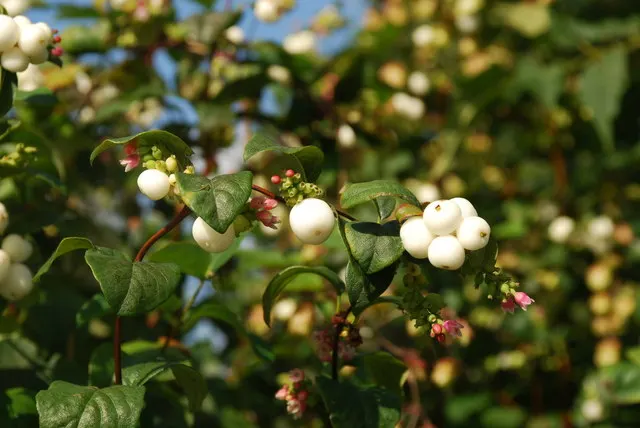 Snowberry (Symphoricarpos Albus) — Excelling in erosion control and as wildlife habitat, it's a low-maintenance choice for naturalistic designs, image 125
