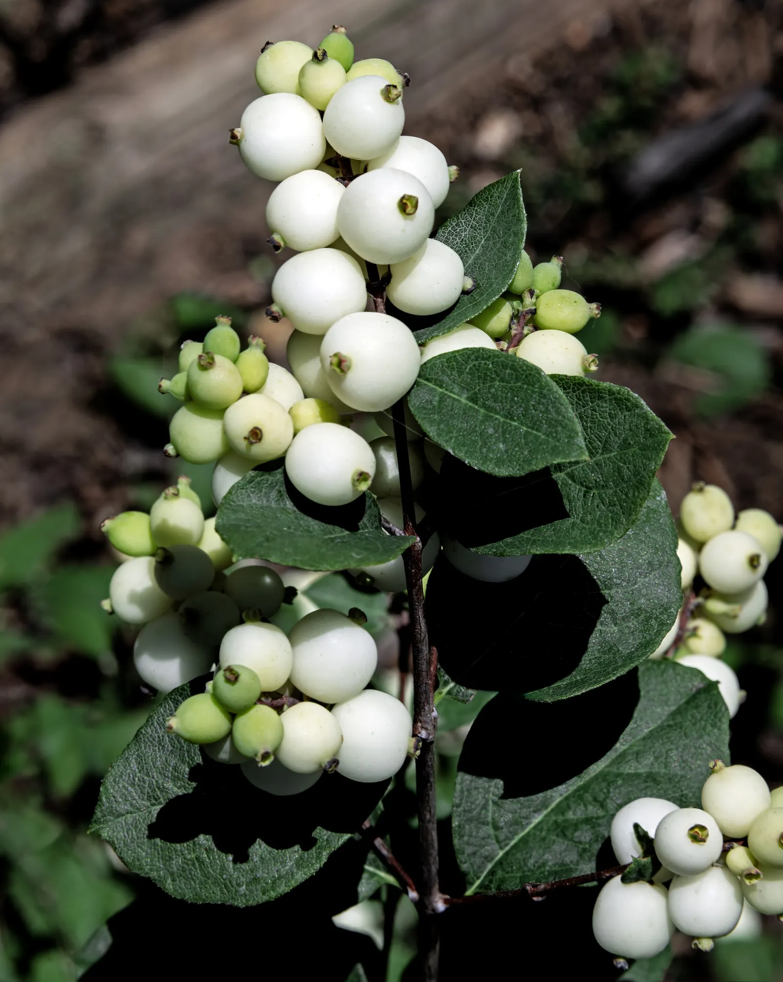Snowberry (Symphoricarpos Albus) — <br><br>The leaves are oval-shaped; is an excellent addition to any landscape design for its year-round interest, image 130