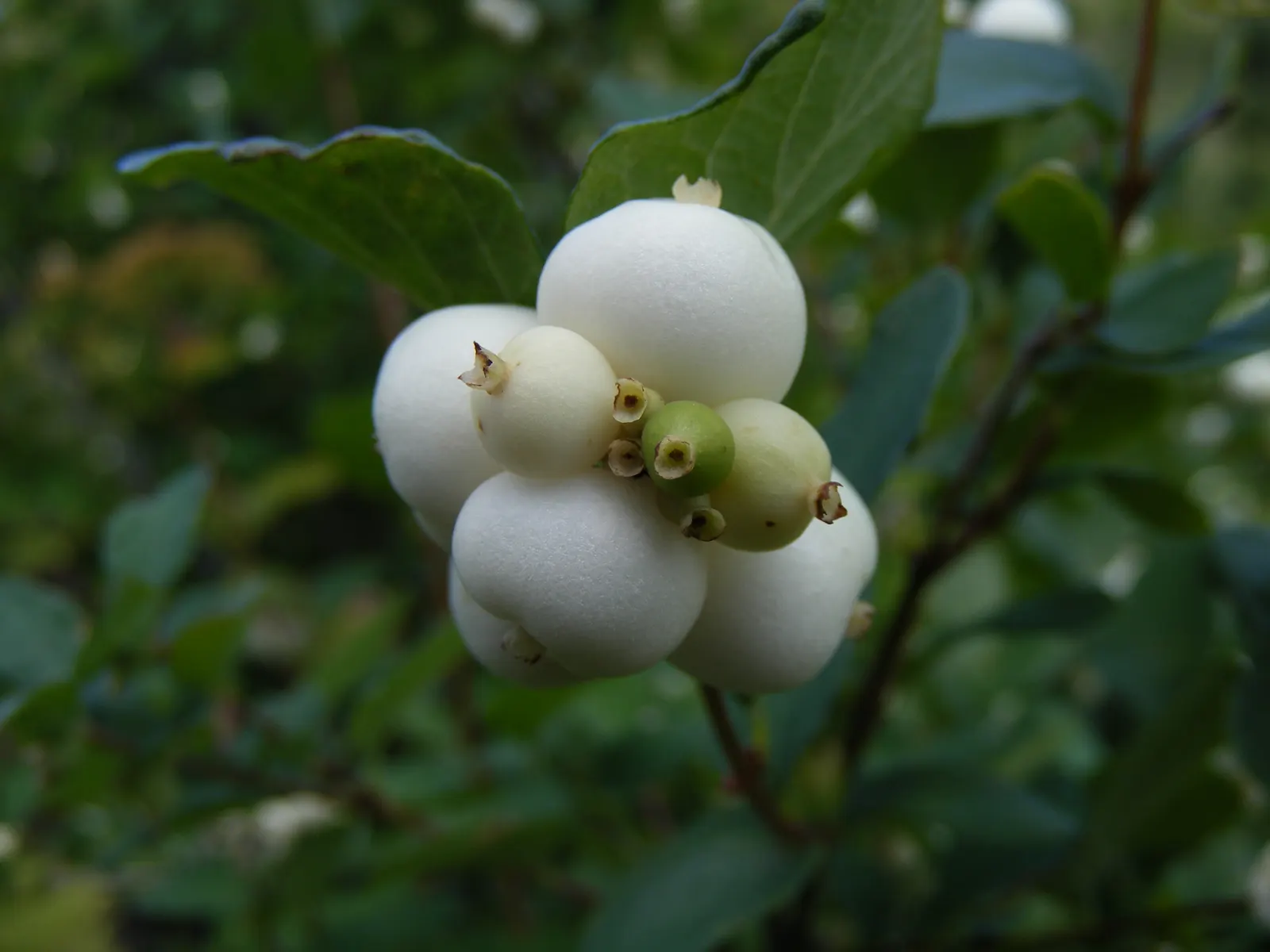 Snowberry (Symphoricarpos Albus) — with a mature height of 3-6 ft and spread of 4-5 ft; roughly 1 to 2 inches long, image 152