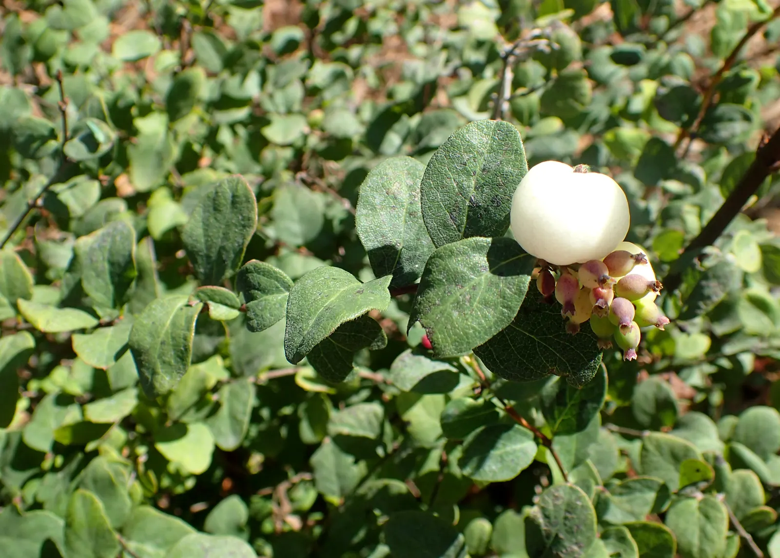 Snowberry (Symphoricarpos Albus) — When designing with the Snowberry; it serves as a stalwart component in borders, image 85