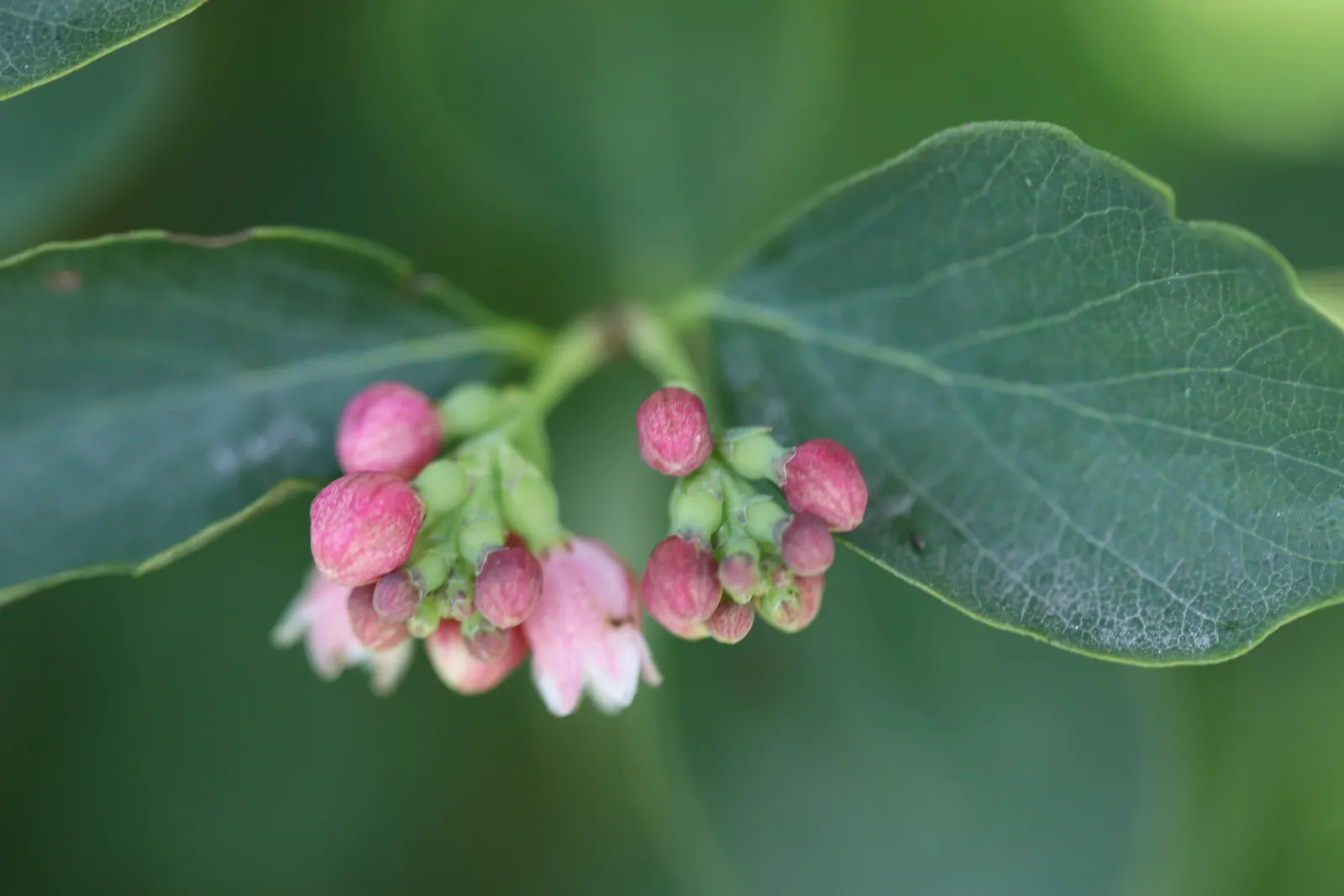 Snowberry (Symphoricarpos Albus) — pink flowers in the garden; pinkish-white flowers emerge in the late spring to early summer