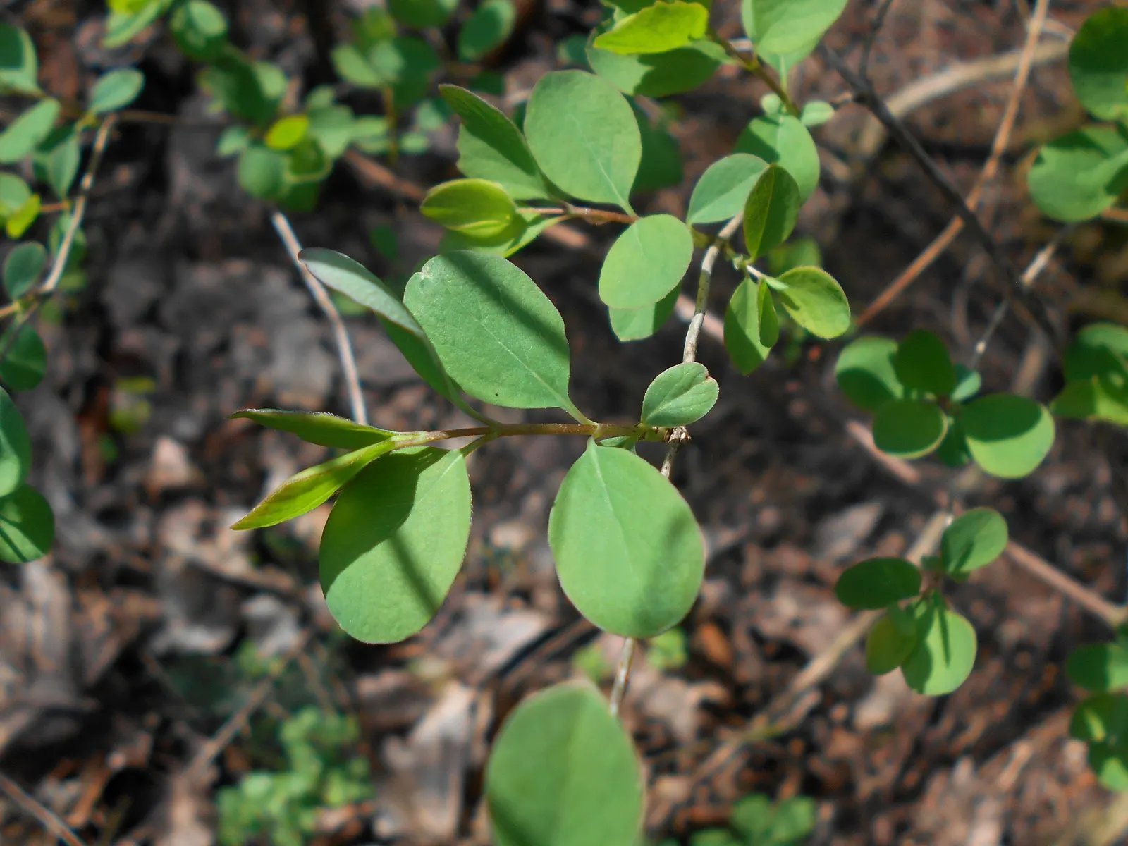 Snowberry (Symphoricarpos Albus) — pink flowers in the garden; pinkish-white flowers emerge in the late spring to early summer, image 148
